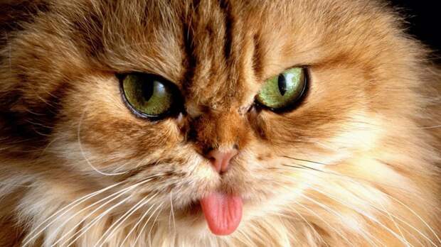 Картинки по запросу фото кота который показывает язык
