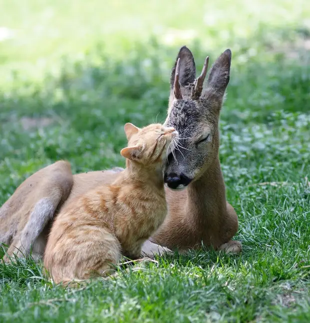15 очаровательных случаев, когда коты и собаки заводили дружбу с дикими животными