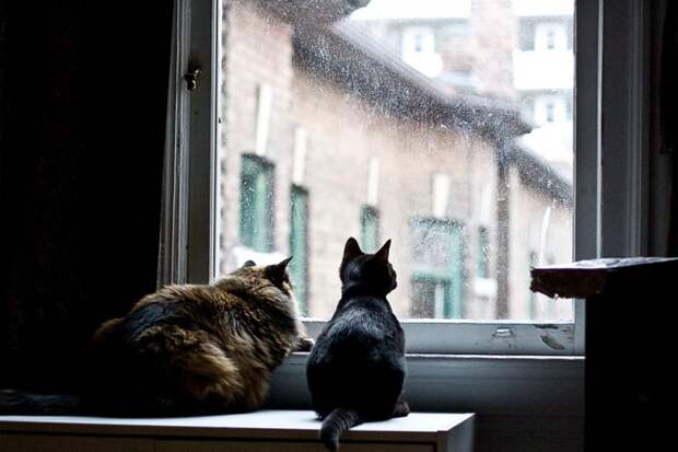 7239660-R3L8T8D-650-cat-waiting-window-30