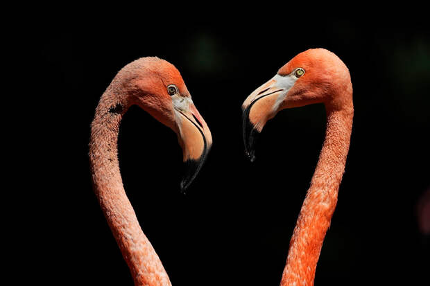 2017 Year in Pictures: Animals
