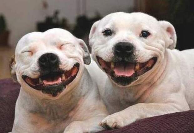 Самые счастливые собаки в Интернете Четвероногий юмор