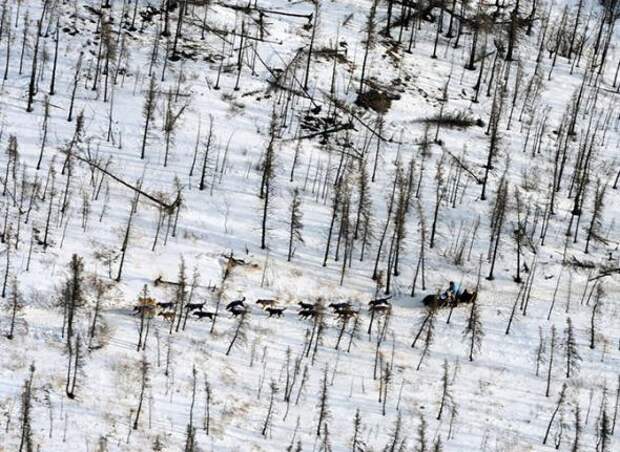 Гонка на собачьих упряжках Iditarod 2013