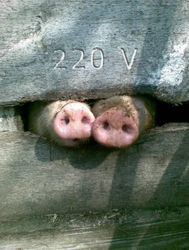 Улыбательные фотографии
