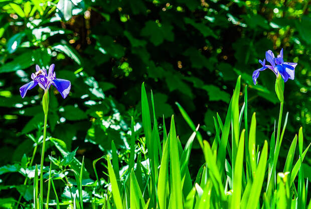 «Дочь, дай двести рублей, сахар дома кончился, да муки нет»