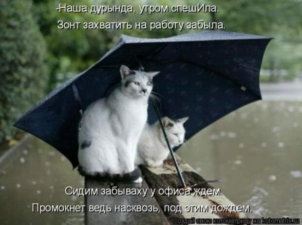 Свежая котоматрица (32 фото)