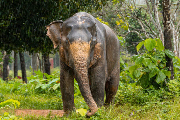 Shot: на Шри-Ланке дикий слон напал на туристов из РФ