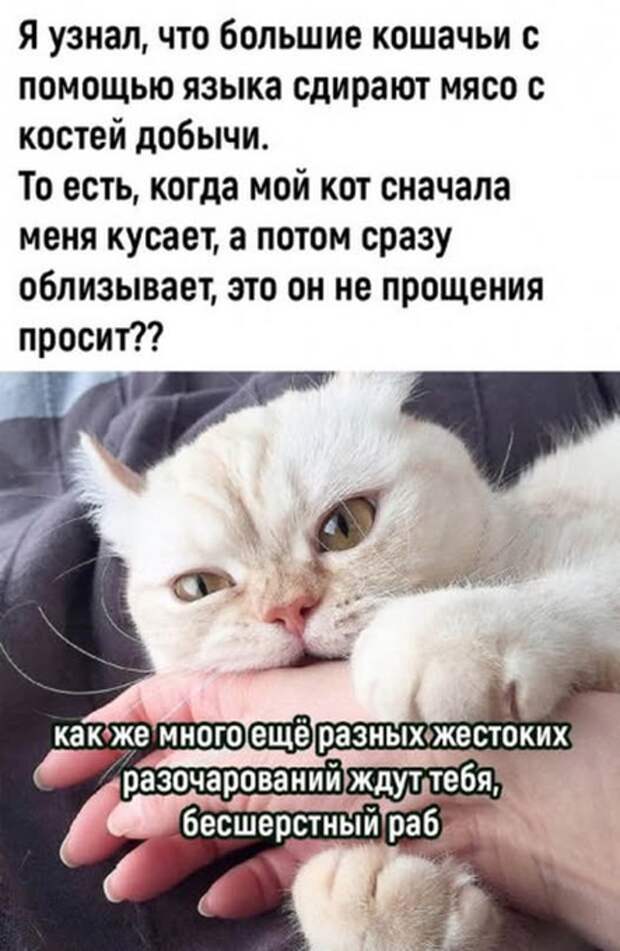 Чтобы петь караоке, слух не нужен. Нужны хорошее зрение, отсутствие совести и розетка