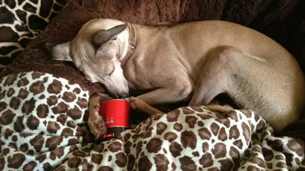 Улучшат жизнь питомца и хозяина: 6 полезных гаджетов для собаки