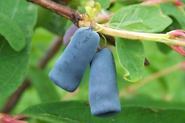 Россиянам назвали природную таблетку для омоложения