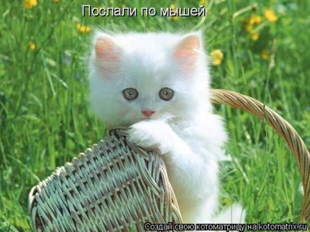 Котоматрицы(картинки с надписями)