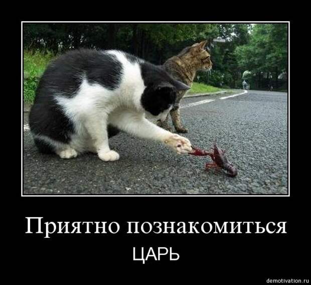 Демотиваторы для поднятия настроения!