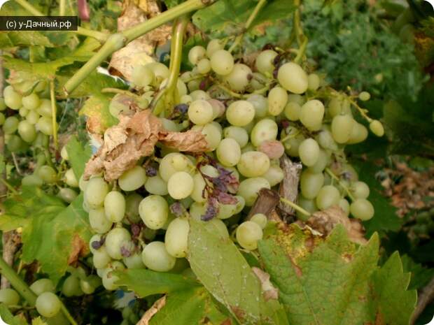 Самые опасные болезни винограда и способы борьбы с ними