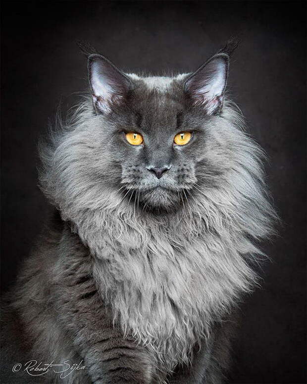 Красота мейн-кунов в фотографиях Robert Sijka