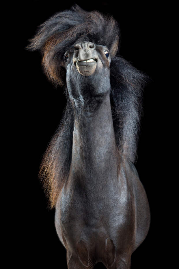 Притягательные гривы в фотографиях Вибке Хаас. Лошади, взмахивающие волосами  1