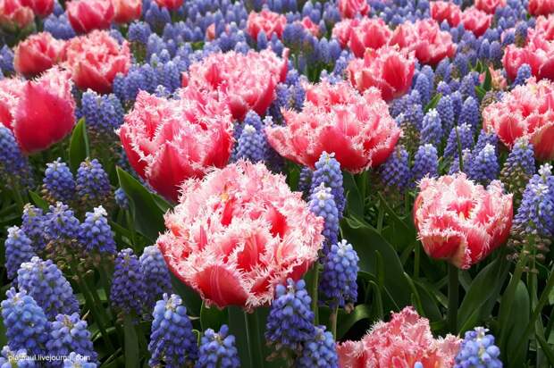 Кёкенхоф — королевский парк цветов в Нидерландах