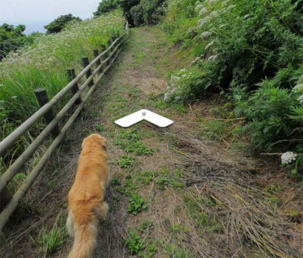 Пёс следовал за фотографом Google карт и попал в каждый кадр животные, карты, навигация, природа, путешествия, собака, фото, южная корея