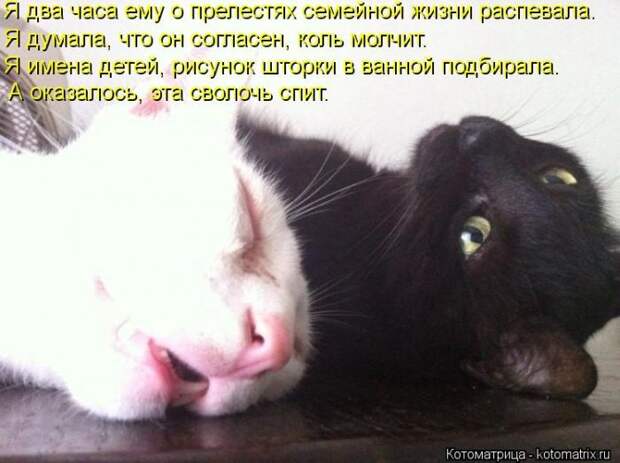 Лучшие котоматрицы недели Лучшие котоматрицы недели
