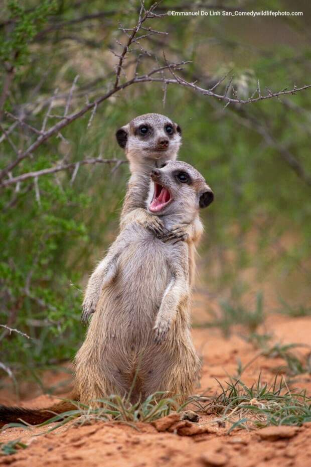 Смешные снимки животных с конкурса Comedy Wildlife