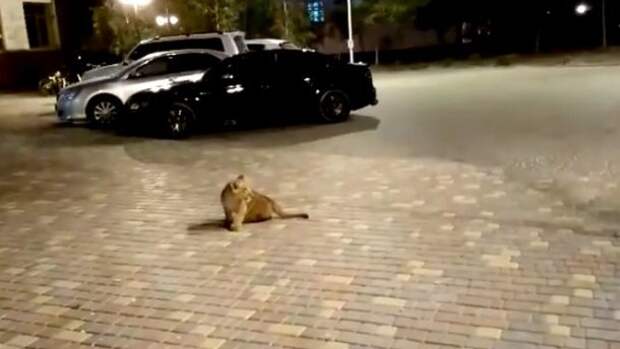 Львенок посреди улицы в Одессе