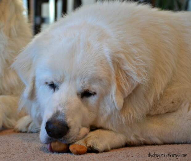 Great Pyrenees - High Hopes for Pets