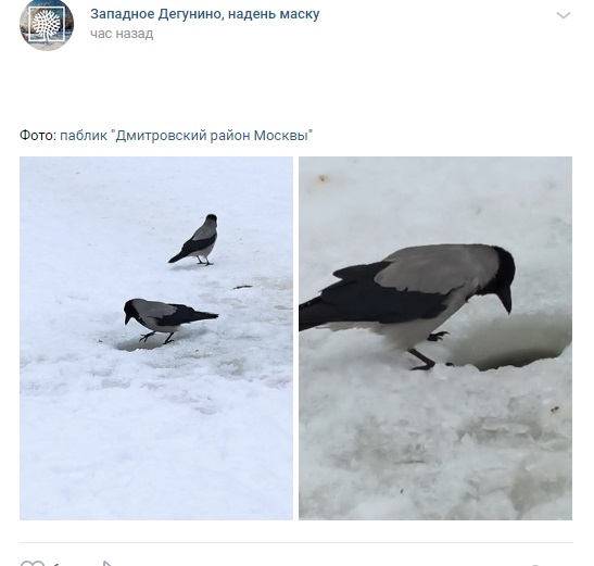 Фото дня: изобретательные вороны ловят рыбу на Ангарских