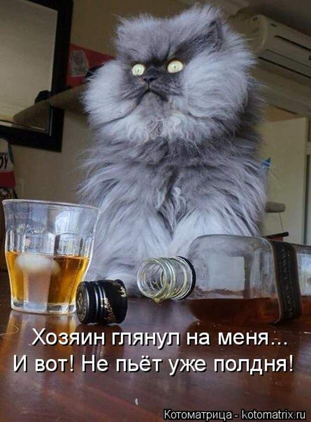 Котоматрица: Хозяин глянул на меня... И вот! Не пьёт уже полдня!