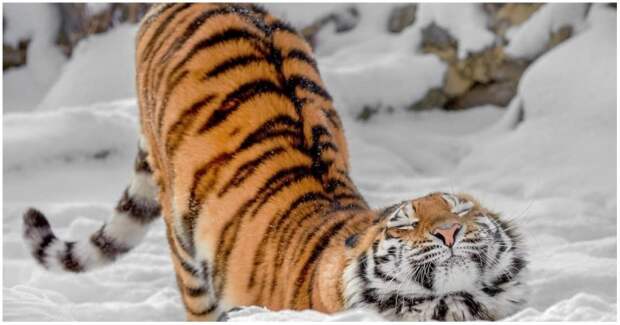 Трехлетняя тигрица неудачно прогулялась по тонкому льду ynews, видео, дания, животные, зоопарк, лед, прикол, тигр, тигрица, юмор