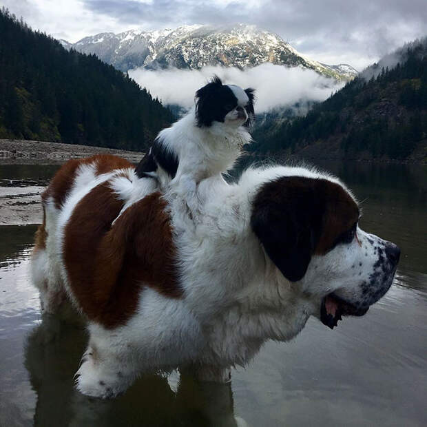 giant-saint-bernard-carries-tiny-dog-blizzard-lulu-david-mazzarella-6