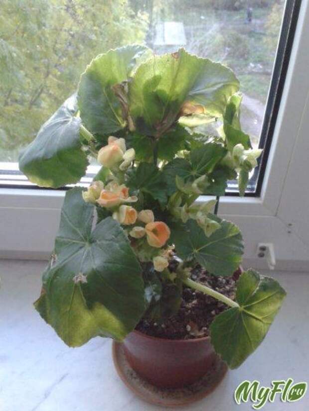 бегония