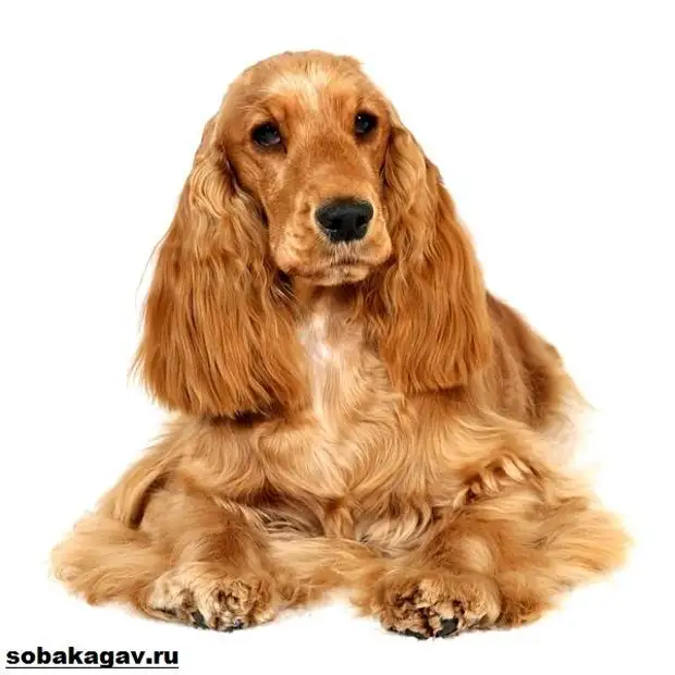 Английский кокер спаниель собака. Описание, уход и цена английского кокер спаниеля