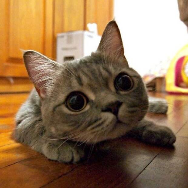 Кошка-такса