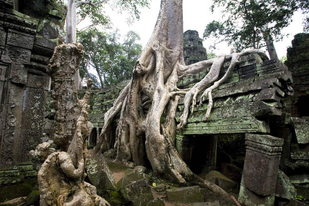 храм Та Пром (Ta Prohm), храм Та Пром (Ta Prohm),