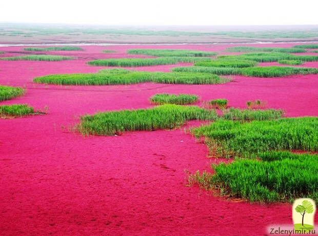 panjin red beach