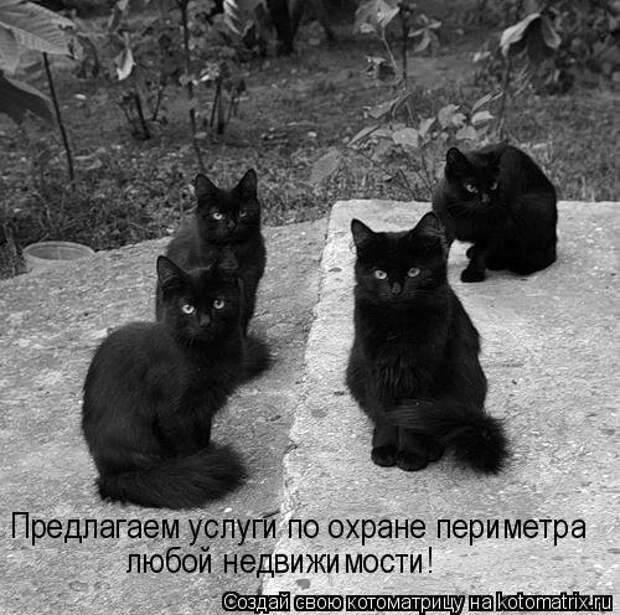 Лучшая котоматрица на Бугаге (29 шт)