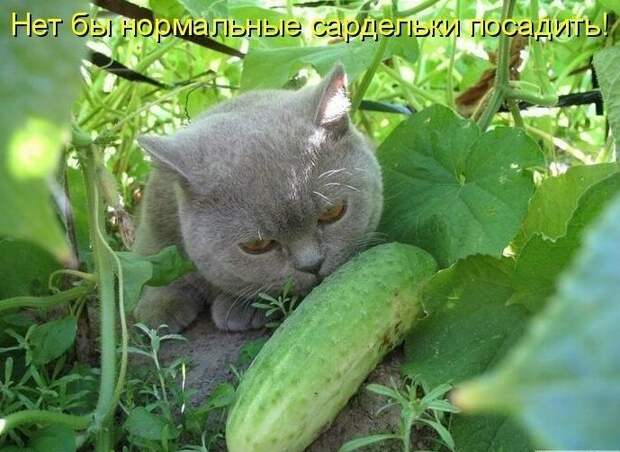 Картинки котяр с смешными надписями (34 фото) картинки, коты, юмор