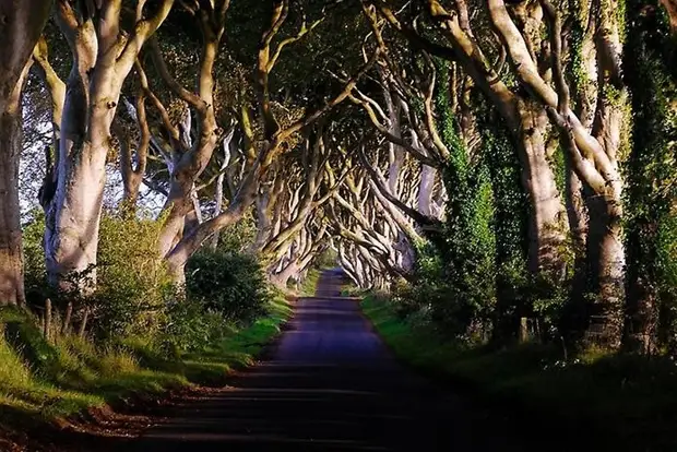 Тёмный тупик: ирландская дорога, овеянная легендами