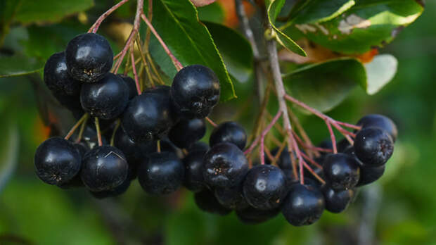 В Сибири создали натуральные красители на основе пихты и ягод черноплодки