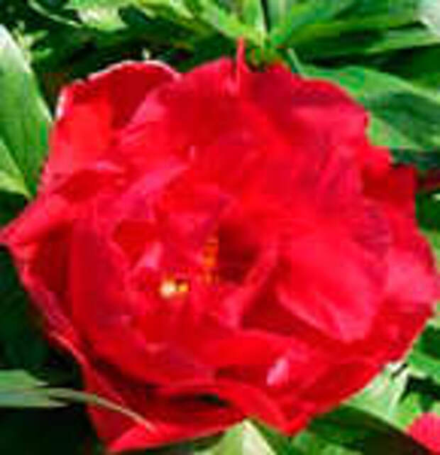 Пион Scarlet Heaven