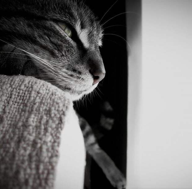 10 признаков кошачьей любви