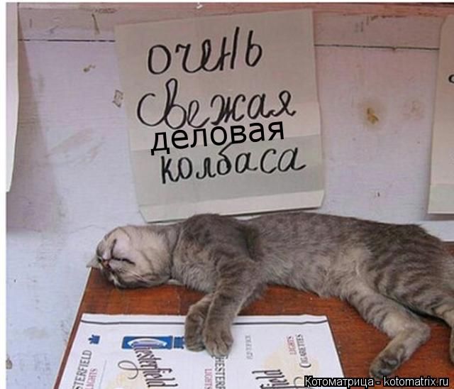 Лучшие котоматрицы недели (50 фото)