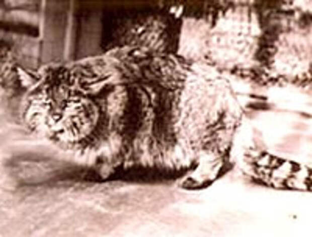 Гобийская (Китайская) кошка