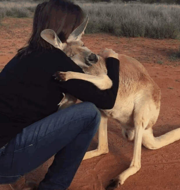 Благодарная кенгурушка каждый день приходит пообниматься со своими спасителями австралия, животные, кенгуру, обнимашки