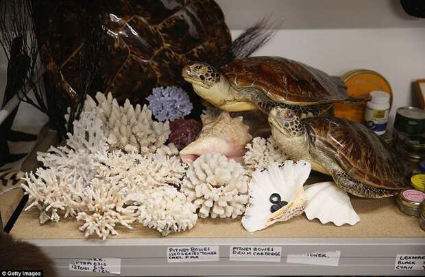 Разнообразие конфискованной контрабанды в аэропорту Лондона аэропорт, контрабанда, конфискация, Лондон, таможня