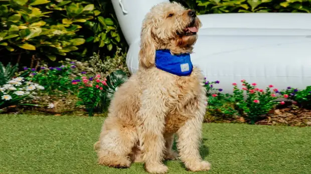 Улучшат жизнь питомца и хозяина: 6 полезных гаджетов для собаки