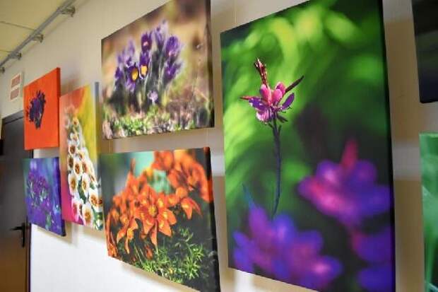 В Тамбове откроют фотовыставку "Симфония цвета"