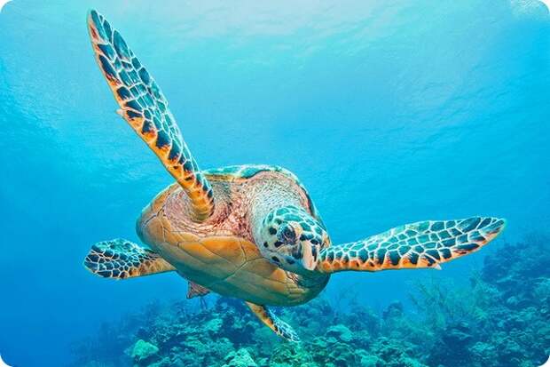 Логгерхед или головастая черепаха (лат. Caretta caretta)