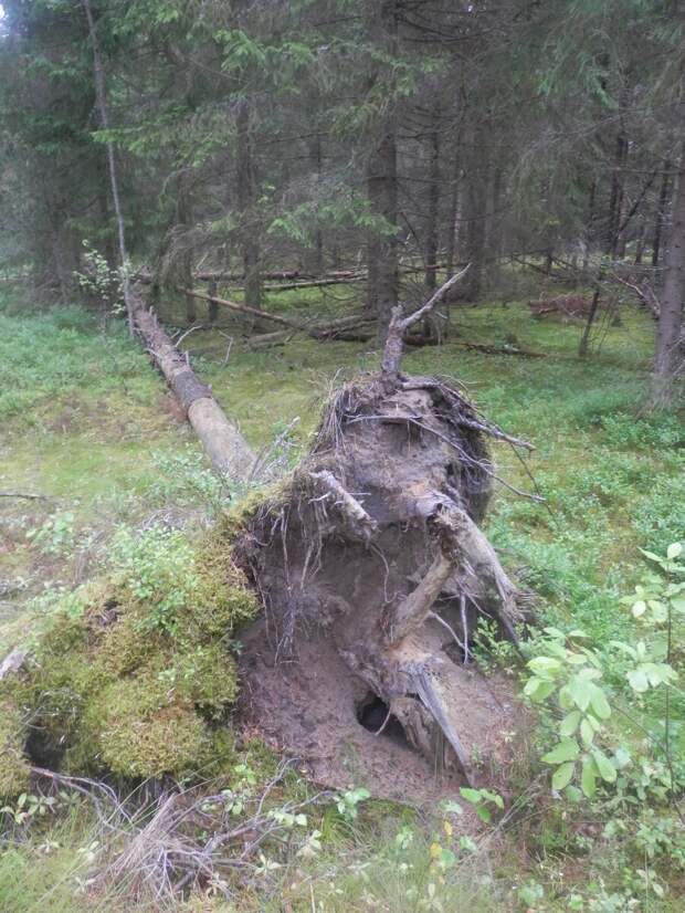 Что такое тайга и где она находится на самом деле