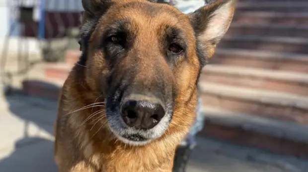 В Крыму немецкая овчарка помогла вернуть украденные инструменты и две палатки