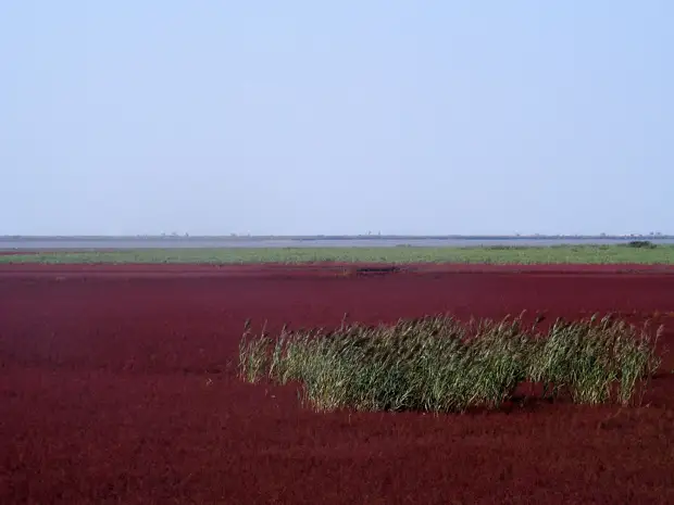 Красный пляж в Китае