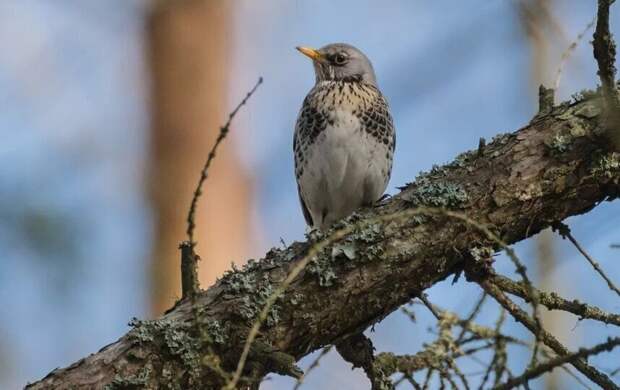 Синоптик пообещал Петербургу дожди и аномальное тепло 12 марта